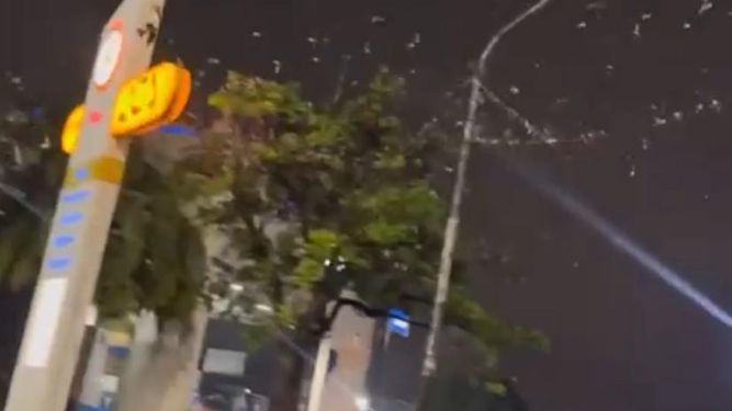 Sorpresa en el cielo: volvieron los estorninos a revolotear por Pilar