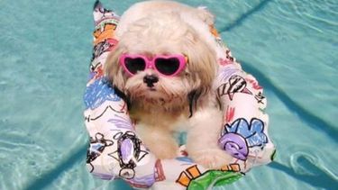 HOTELES PARA PERROS