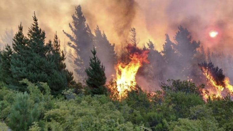Foto: Argentina Forestal..