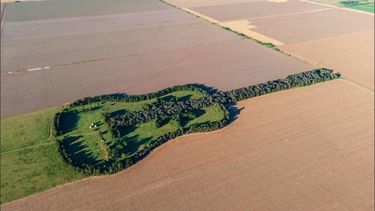 cuando el amor se volvio bosque: la guitarra gigante que crecio por amor en cordoba