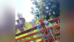 La plantación fue descubierta en el parque de la casa de la mujer, en Zeballos y Pedro Lagrave. La plantación fue descubierta en el parque de la casa de la mujer, en Zeballos y Pedro Lagrave.