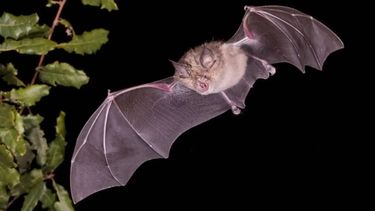 batisenal en la reserva: nuevo curso sobre murcielagos
