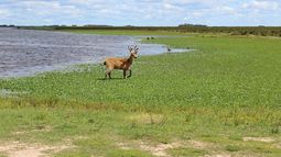 Parque Nacional Ciervo de los Pantanos: escapada barata a pocos kilómetros de Pilar
