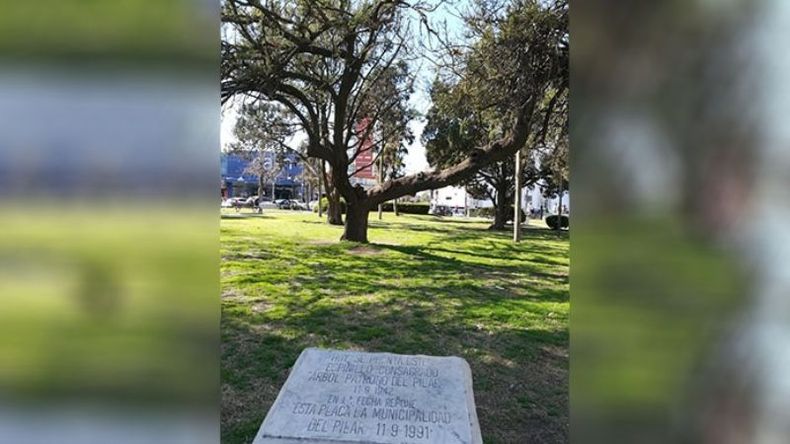 ¿Sabías que Pilar tiene un Árbol Patrono? Fue plantado en la #Plaza12DeOctubre de nuestra ciudad, un 11 de septiembre de 1942 por una docente local. Estamos hablando de la especie conocida como espinillo, nombre científico Acacia Caven. Pilar Turismo / @PilarTurismo. .