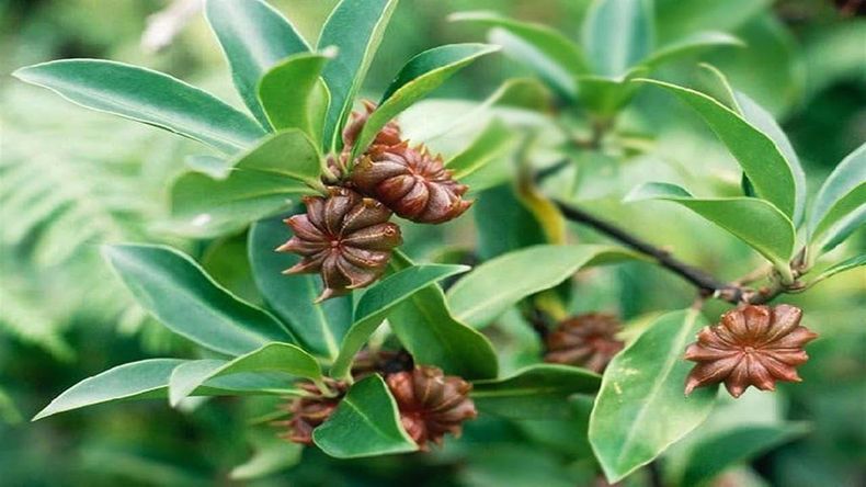 La planta medicinal de Escorpio es el Anís Estrellado. (YouTube)..jpg