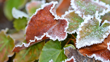 como proteger el jardin del frio