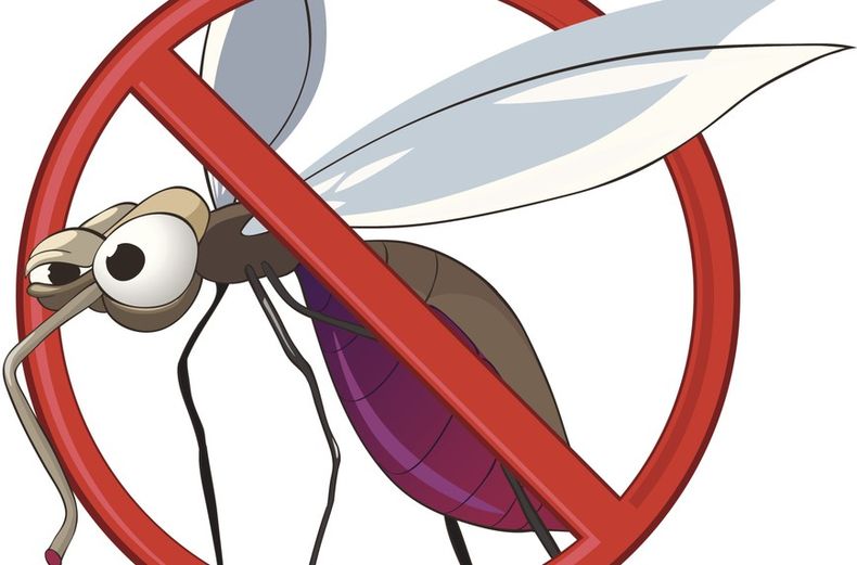 Cómo prevenir el dengue. (Univisión)..jpg