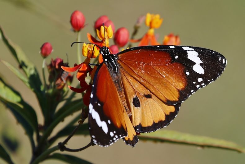 Mariposas. (blogspot.com)..JPG