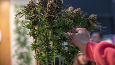 mas de 600 mil personas participaron de la expo cannabis 2023