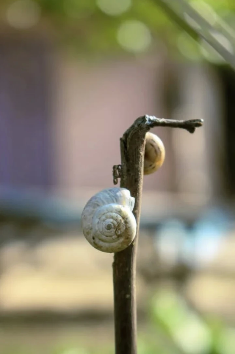 Los caracoles se alimentan de plantas. (cleanipedia.com)..webp