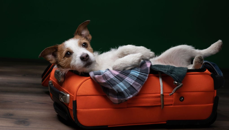 Como viajar con nuestras mascotas estas vacaciones de invierno. (topdogtips.com).png