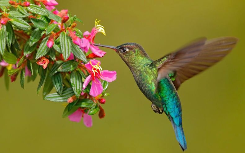 Su canto es un signo de buena suerte y protección. (culturacolectiva.com)..jpeg