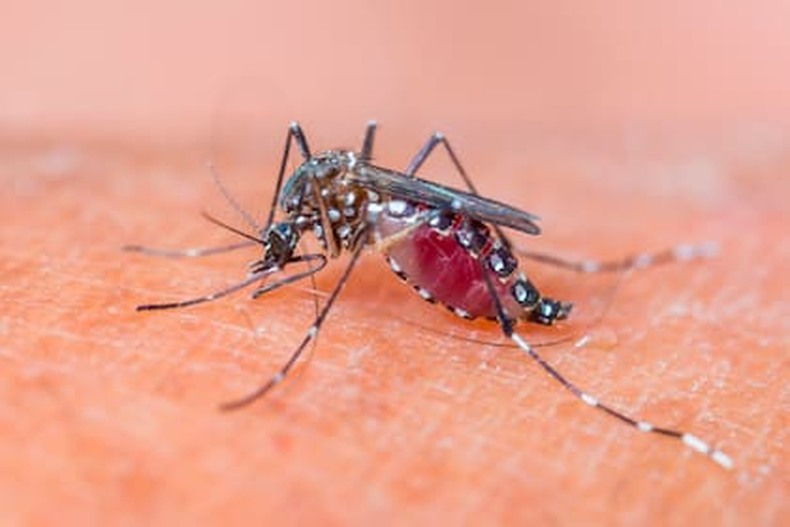 Según el último Boletín Epidemiológico del Ministerio de Salud bonaerense, continúa en baja los casos de dengue en la Provincia. Actualmente hay 62 fallecidos.
