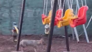Los zorros son animales dóciles pero se recomienda no molestarlos.&nbsp;