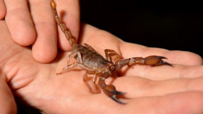 ALACRANES. Ya hubo varias apariciones de ejemplares venenosos..