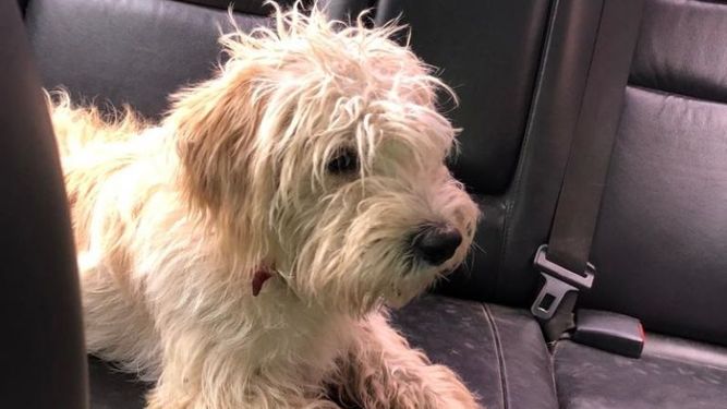 Perro encontrado
