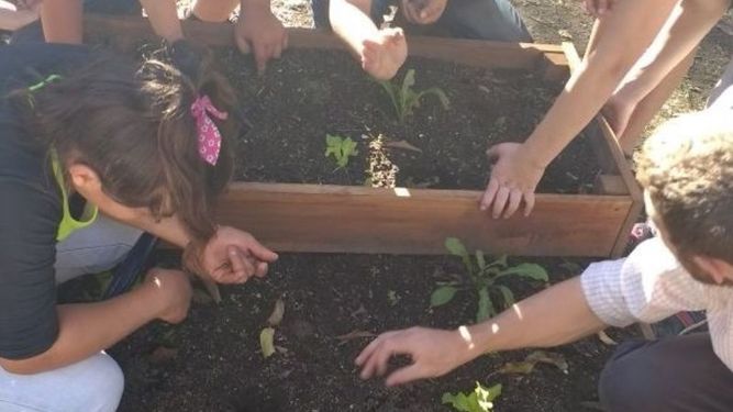 Huertas comunitarias construidas por los más chicos