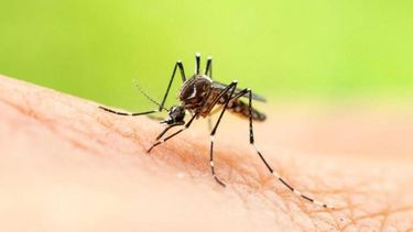 aseguran que hay una invasion de mosquitos en barrios cercanos al rio lujan