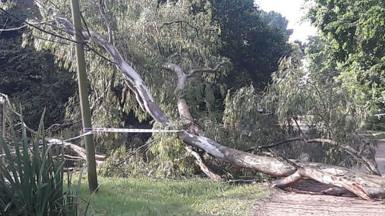 La rama que cayó ayer en el barrio Montecarlo..