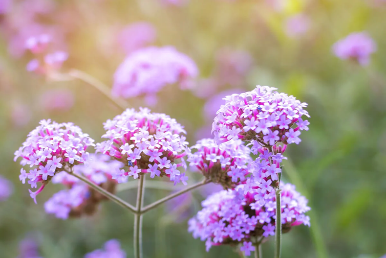 Verbena. (as.com)..webp