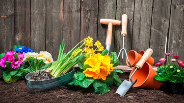 ¿Qué plantar en macetas durante el mes de abril? ¿Qué plantar en macetas durante el mes de abril?
