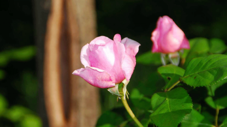 f800x450 120589_172035_5050.png