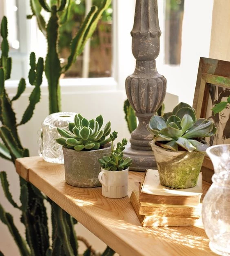 Las suculentas pueden ser colocadas en la entrada de la casa. (Pinterest)..webp