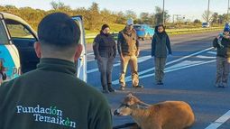 El animal fue estabilizado y continúa su rehabilitación en el Centro de Recuperación de Especies Temaikèn. El animal fue estabilizado y continúa su rehabilitación en el Centro de Recuperación de Especies Temaikèn.