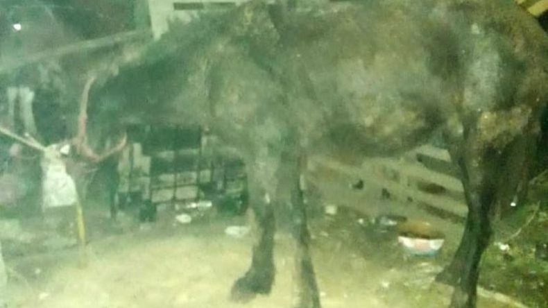 El caballo fue rescatado sano y salvo. Foto @juancaimpacto..