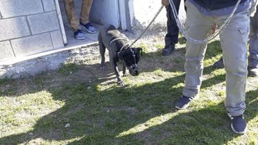 ATADO Y CON BOZAL. Uno de los cuatro animales que atacaron a la víctima, que tenía 72 años..