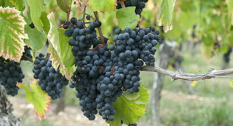 Malbec es sinónimo de Argentina. (guarda14losandes.com.ar)..webp