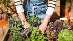 Huerta en tu balcón: consejos para armarla