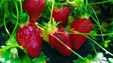 ¡destinos bonaerenses con sabor a frutillas!