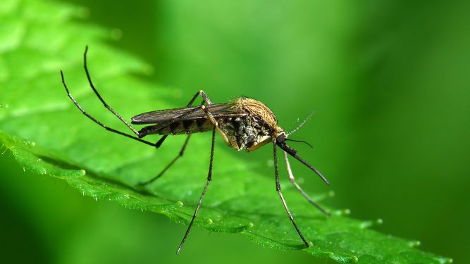 Truco para crear un repelente de mosquitos casero
