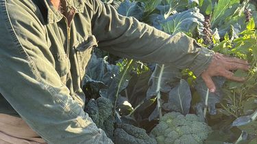 Mi huerta ya funciona en el predio Posta del Sol en Manzanares.&nbsp;