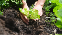 ¡Llegó mayo y es hora de cultivar tus propias verduras y hortalizas!