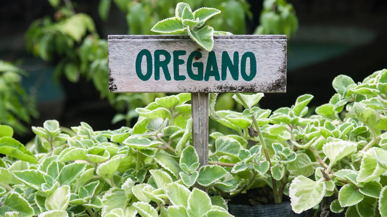 El orégano es una especia con interesantes propiedades espirituales. (Shutterstock).webp