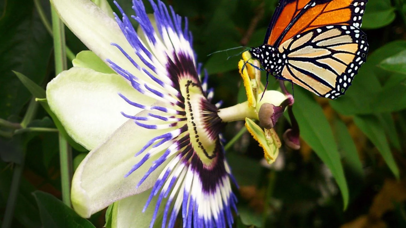 Para el Jardín de mariposas cultivá estas plantas. (mdzol.com)..png