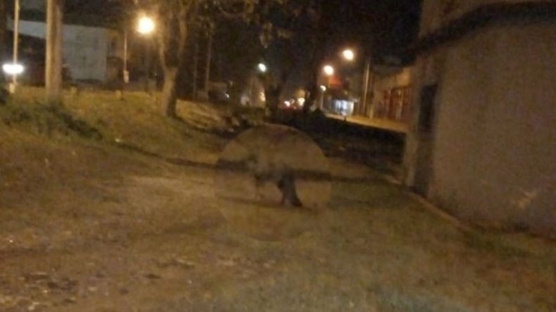 El animal fue fotografiado por un vecino..