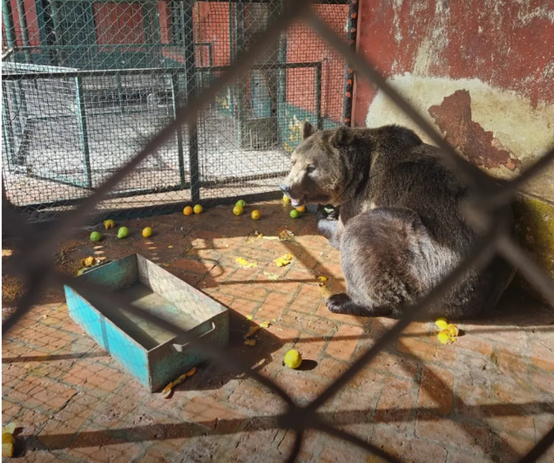 Uno de los osos que permanecían en el zoológico de Luján, clausurado en 2020.&nbsp;