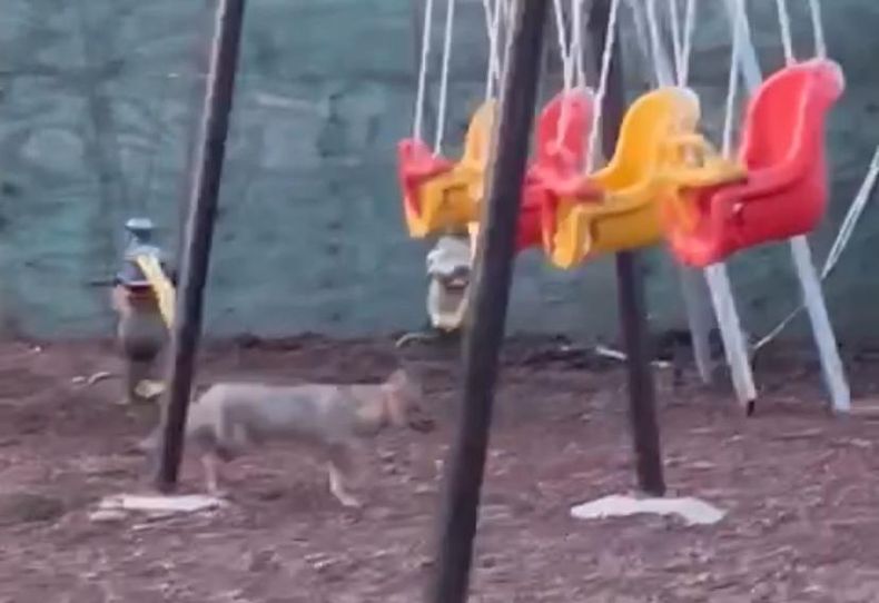 Los zorros son animales dóciles pero se recomienda no molestarlos.&nbsp;
