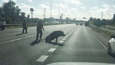 CHANCHO VA. El porcino, en plena autopista..