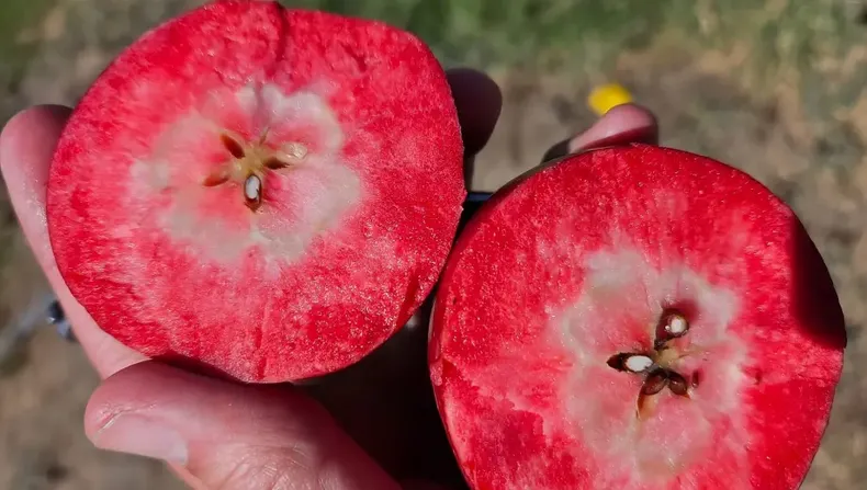 Manzanas de interior rojo producidas en la Patagonia. (Grupo Prima).