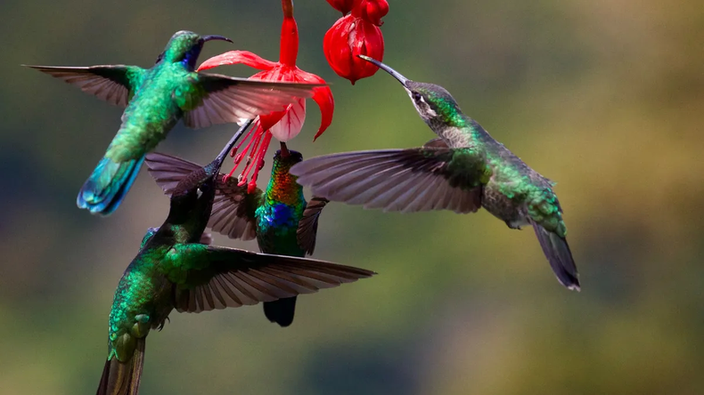 Qué significado espiritual tiene ver muchos colibriés. Foto. Aire de Santa Fe..webp