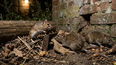 El Ministerio de Salud de la Provincia confirmó 18 casos de hantavirus en 2026, con siete muertes, y advirtió que la provincia atraviesa una situación de brote. El Ministerio de Salud de la Provincia confirmó 18 casos de hantavirus en 2026, con siete muertes, y advirtió que la provincia atraviesa una situación de brote.