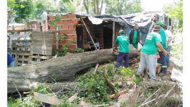 ESCENARIO. El árbol que derribó la casa donde murieron una madre y sus hijas..