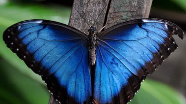la universidad de oxford revelo cual es el animal mas lindo del mundo