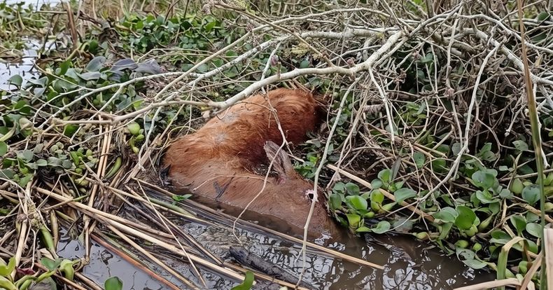 El ejemplar encontrado en las inmediaciones del Parque Nacional Ciervo de los Pantanos.