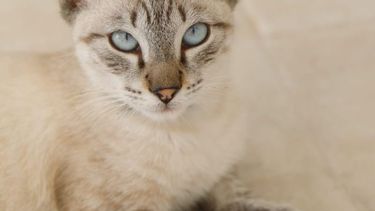 Buscan a un gatito perdido