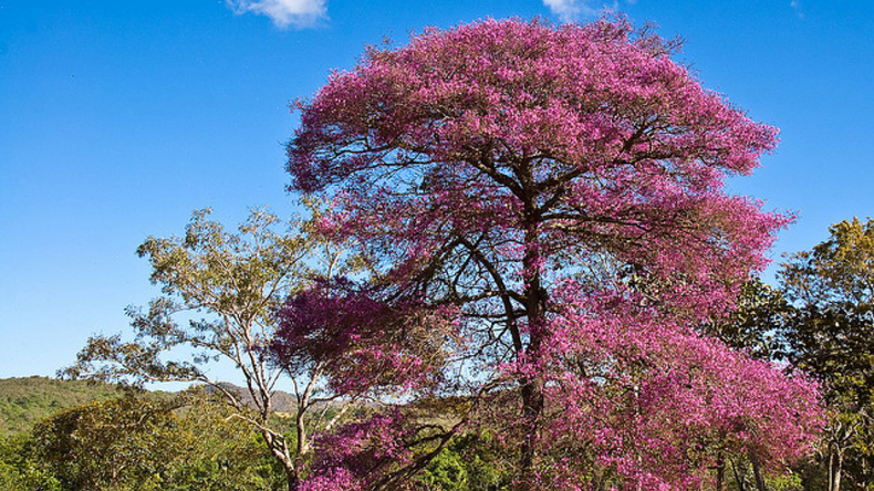 Palo rosado. (viviendolasalud.com)..png